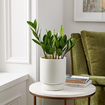 Live ZZ Plant w/ Grow Pot - 14" | West Elm (US)