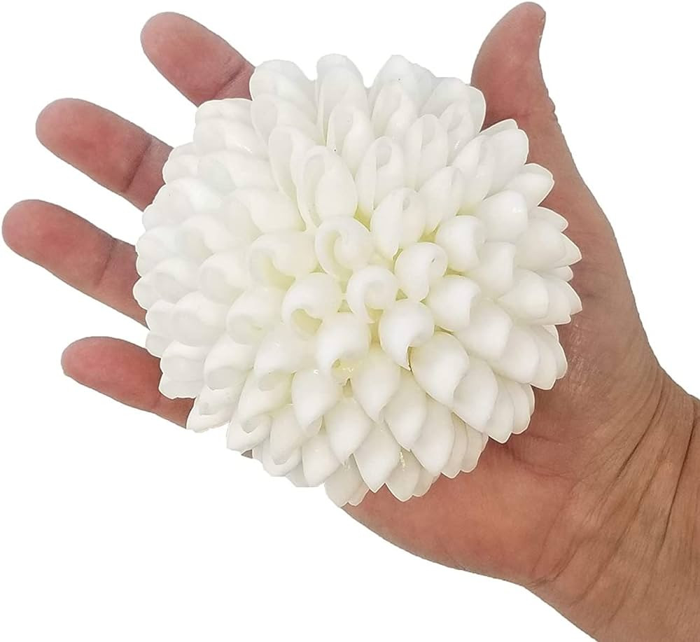 Real White Seashell Sphere - 3 Inches Wide - Beach House Shelf Decor - Coastal Decorative Balls f... | Amazon (US)