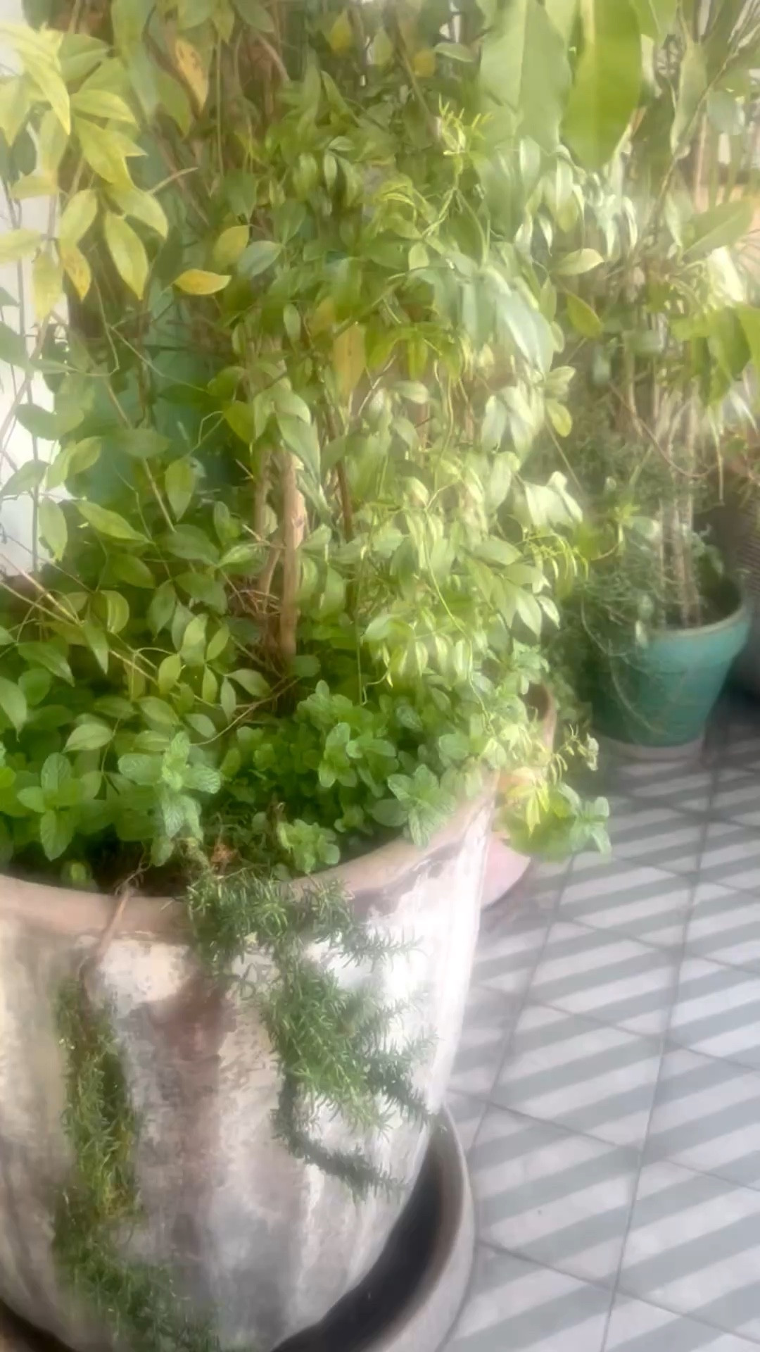 Love spending the afternoon on this patio — surrounded by greenery on a warm day. Linked here.


#Planter #PatioLiving #Greenery #OutdoorStyle #WarmDay #ChicOutdoor 

#LTKdayinmylife #LTKHome #LTKFestival