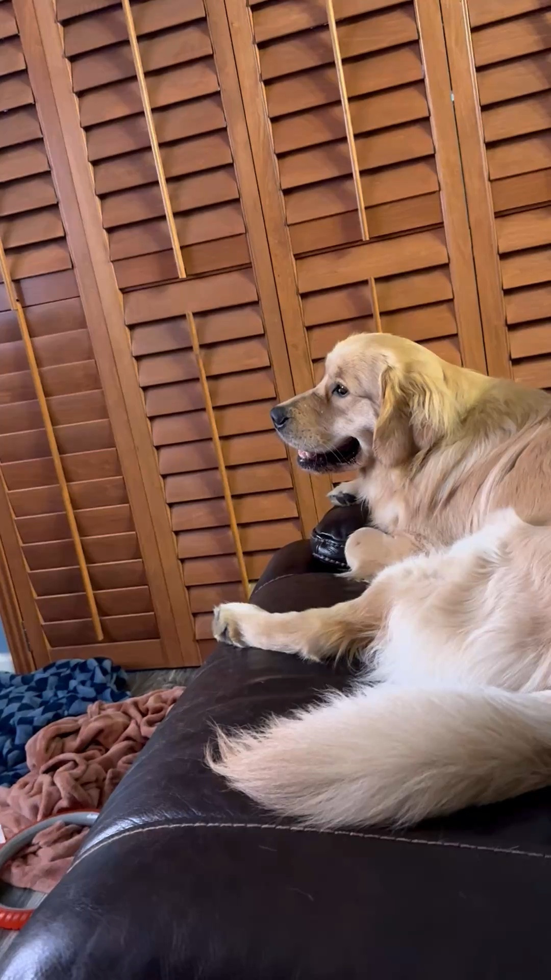 Coop man loves watching tv with me, especially when there are other dogs on tv lol 📺🐶🐾

#LTKHome #LTKdayinmylife #LTKstorytime