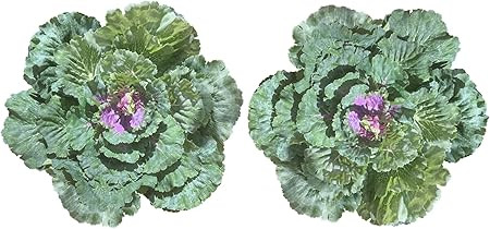 Admired By Nature GG8655-NATURAL-2 Artificial Cabbage Home Kitchen Decoration, Green, 2 Pc Set | Amazon (US)