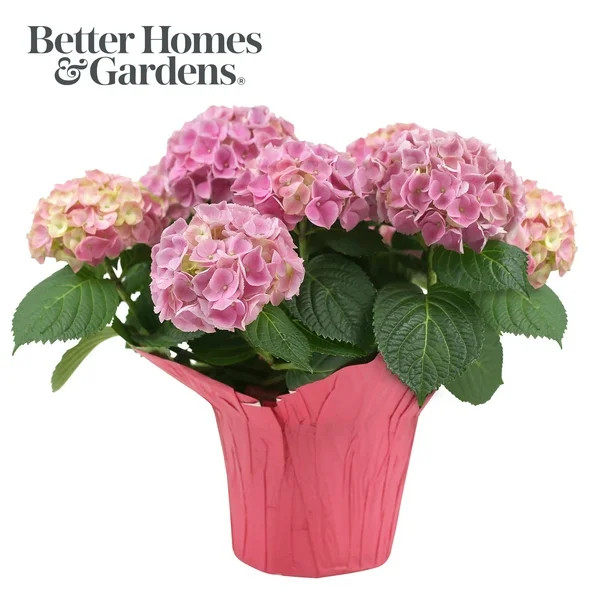 Better Homes & Gardens 6-inch Pink Easter Hydrangea Live Plant with Decorative Pot | Walmart (US)