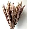 Dongliflower 60 Pcs Natural Small Pampas Grass, Dried Reed Plumes, Phragmites Communis,Wedding De... | Amazon (US)