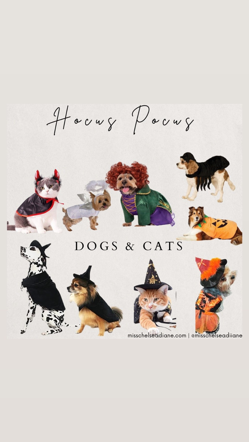 Hocus Pocus dog & cat costumes.