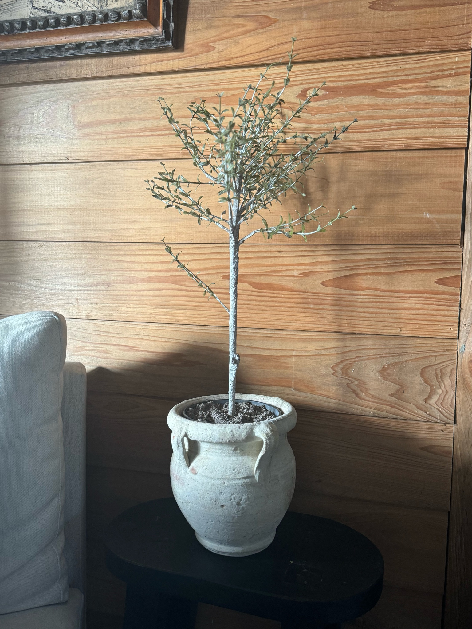 Loving my Thyme Topiary🌿


#livingroom #homedecor #greenery #topiary #home 



#LTKSaleAlert #LTKHome