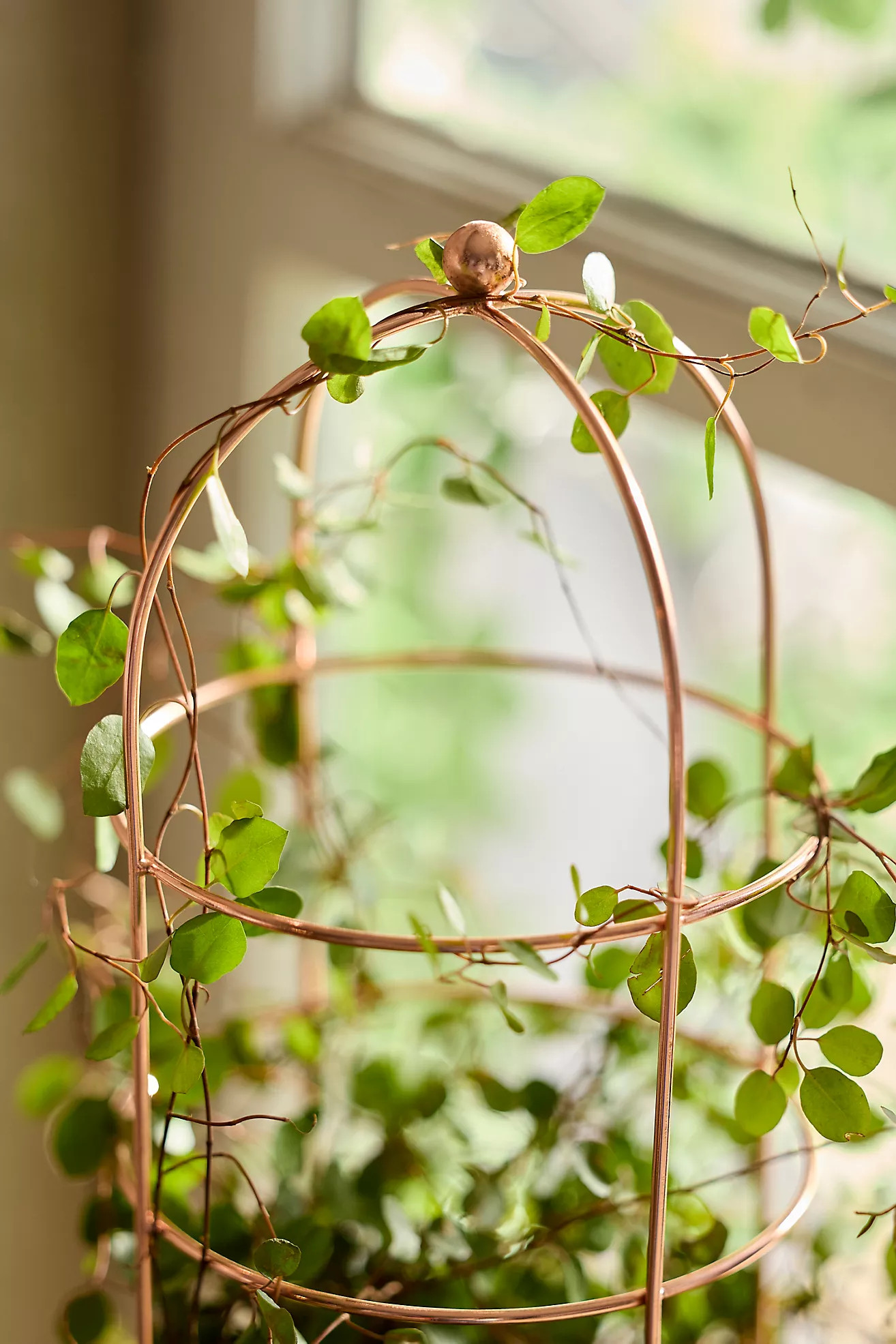 Domed Cylinder Iron Mini Trellis | Anthropologie (US)
