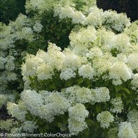 Bobo® Hydrangea | #1 Pot | Proven Winners | Plant Addicts