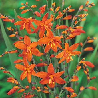Breck's Orange Flowering Crocosmia Masoniorum Dormant Bulbs 25 Count | Lowe's