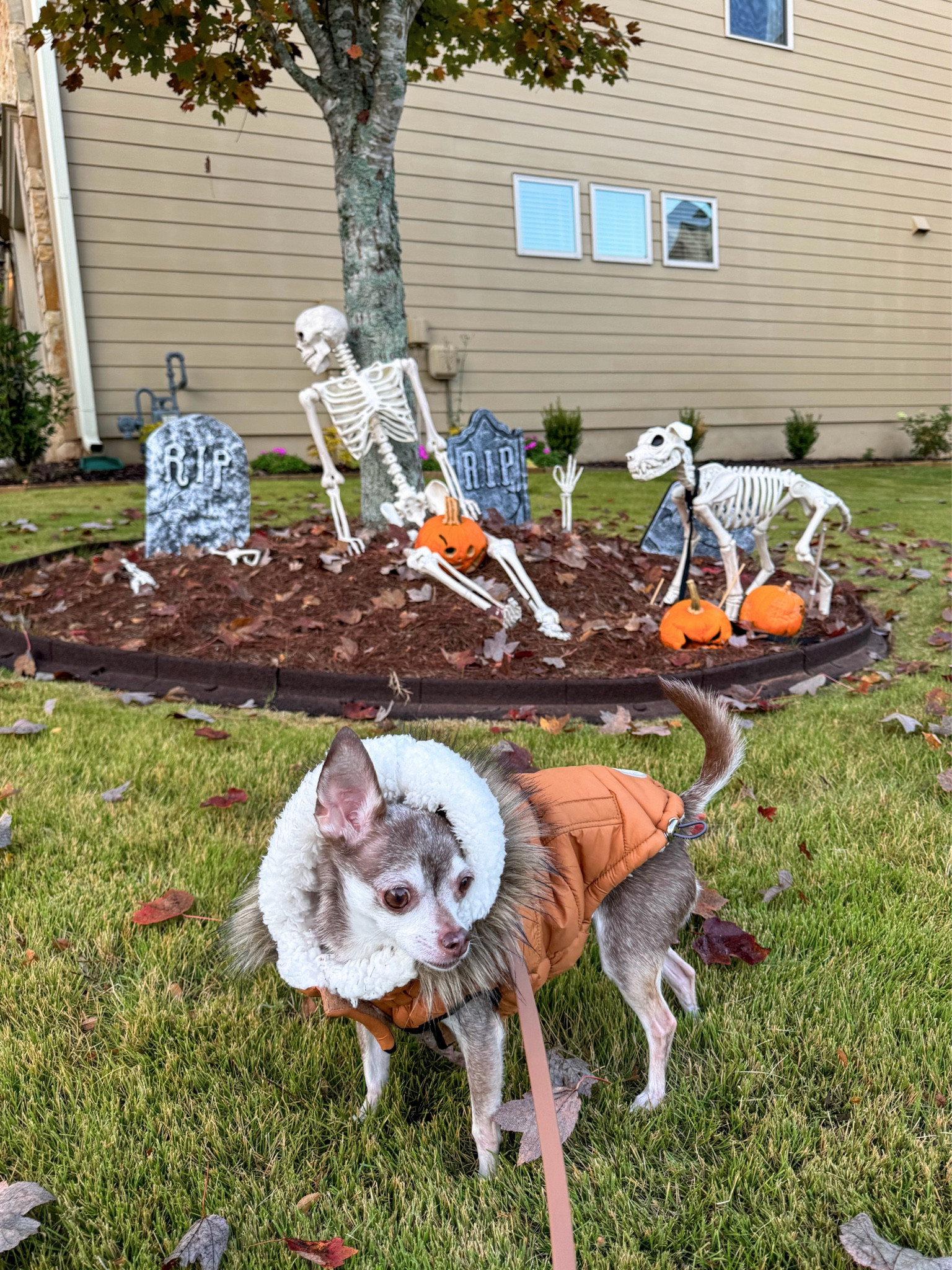 Dog coat and walk set!

Dog jacket, dog parka, wild one dog walk set, dog harness, leash, dog treat bag

#LTKSeasonal #LTKfitness #LTKfamily