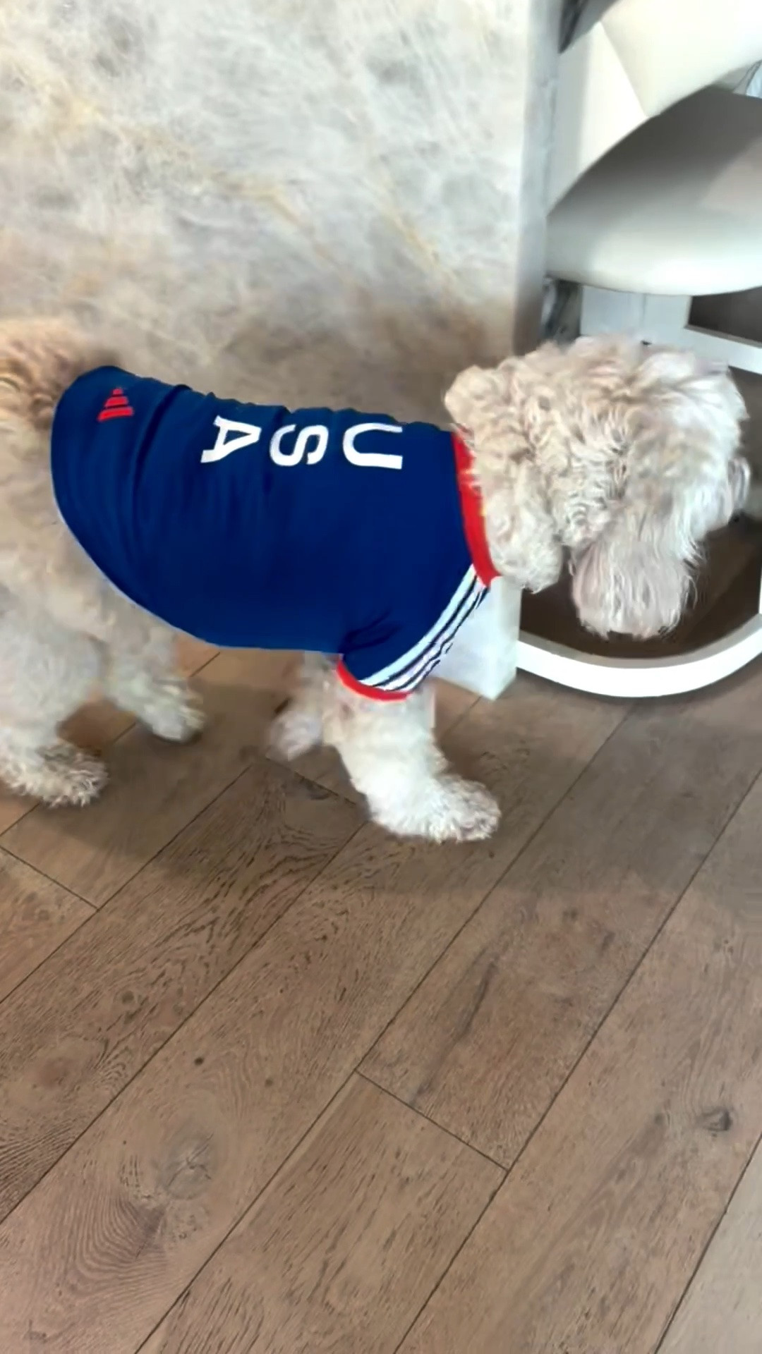 Isn’t this the cutest jersey for the pups? Casper is definitely team USA 

@‌adidas #createdwithadidas #adidaspartner

#LTKootd