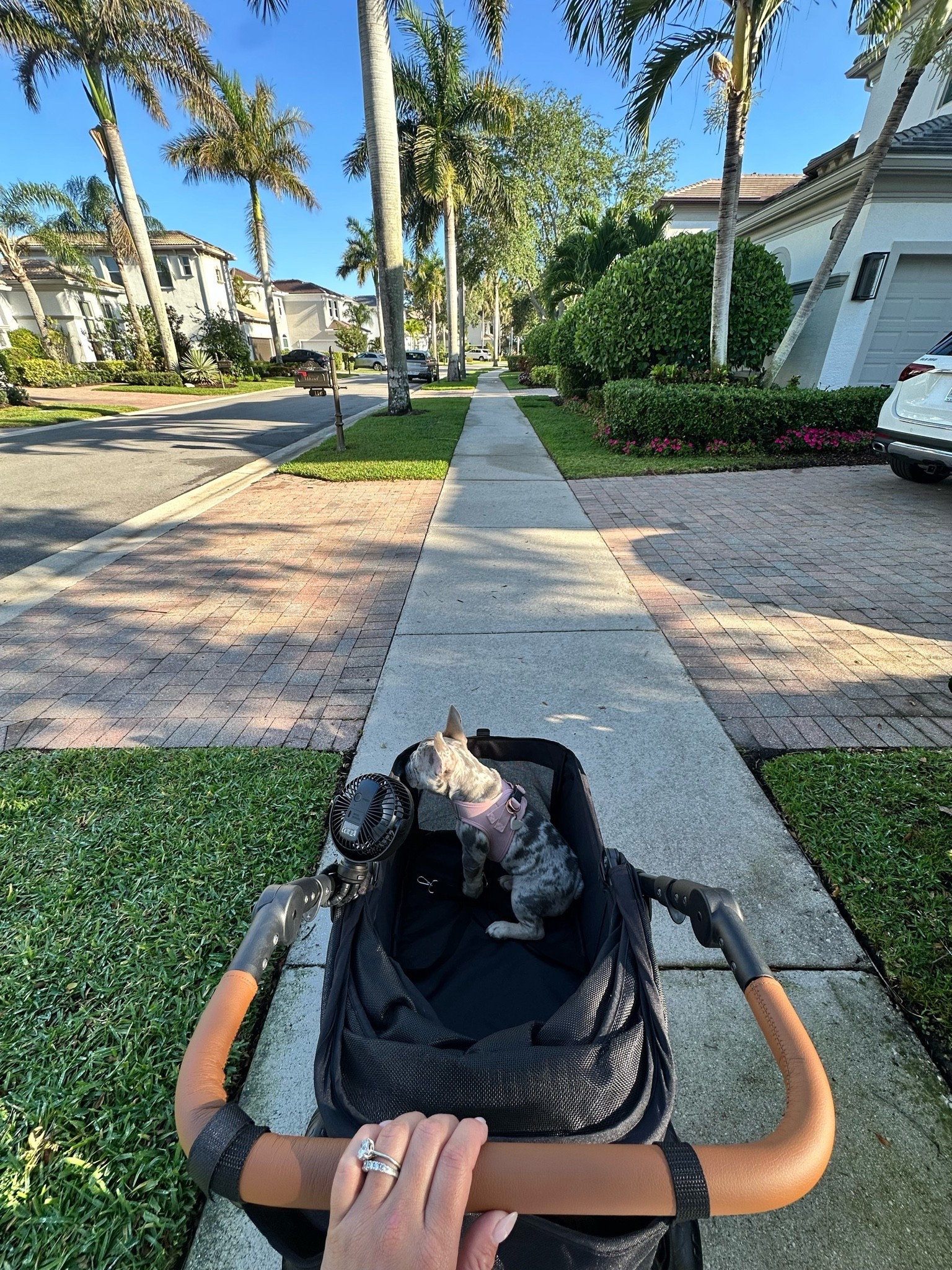 Must have dog accessories 🐶

#LTKmorningroutine #LTKootd #LTKdayinmylife