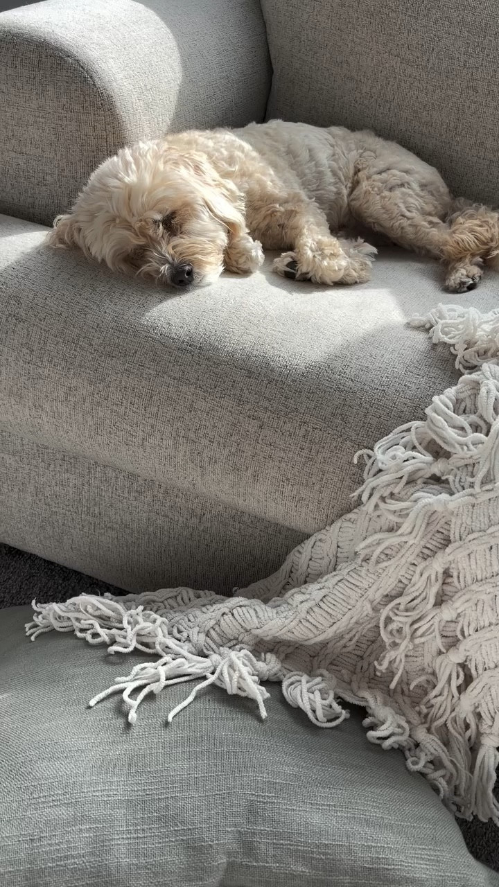 It may be still cold out, spring is on its way and we’re celebrating with @sofia.theminidoodle ‘s delish carrot dog treat recipe 🥕

Would you try this with your pup? 🐶 
.
.
.
.
#springiscoming #homemadedogtreat #springdog #hoppyfriday #hoppyeaster