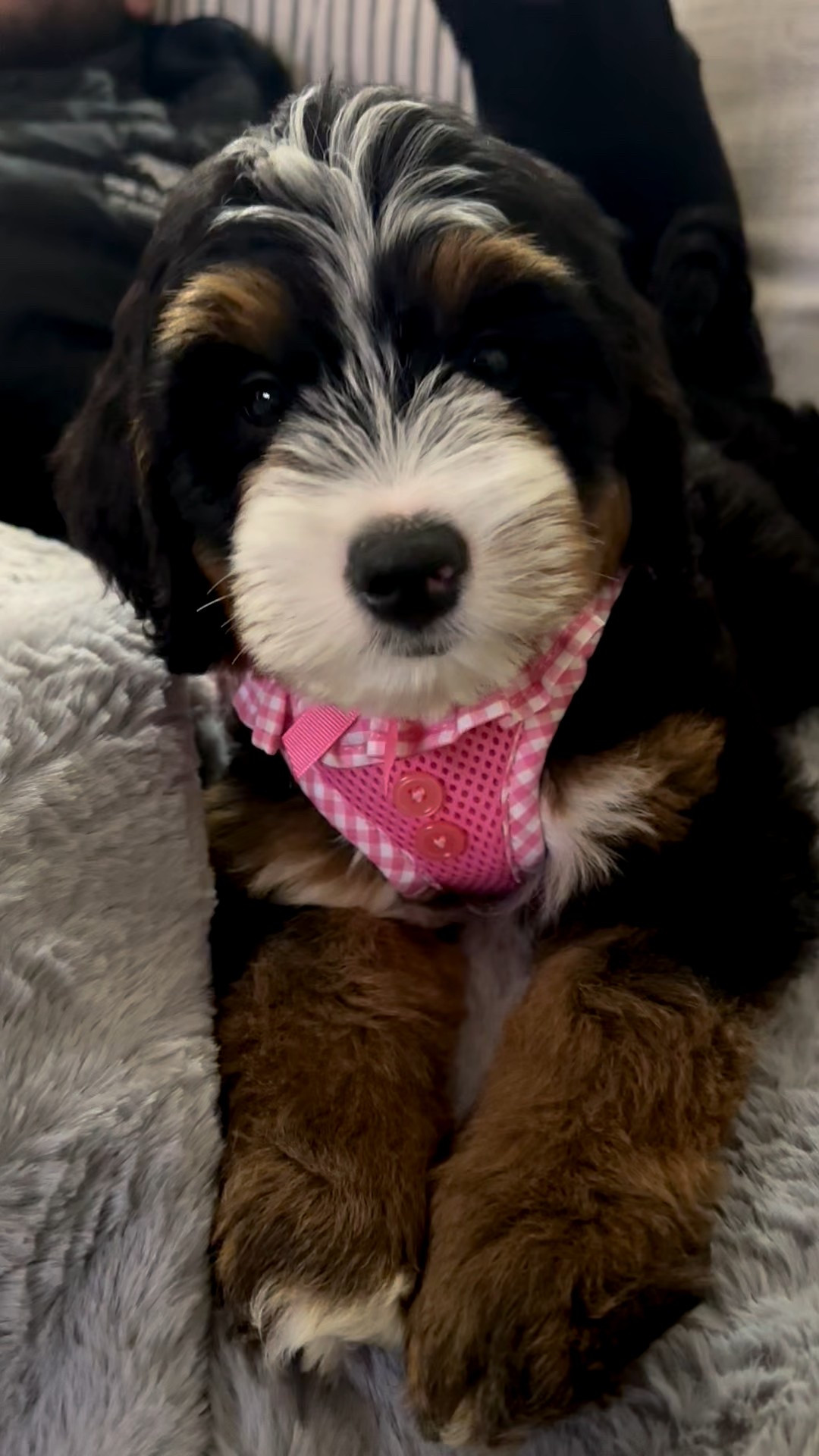 Chewy harness! Puppia Vivien Step-In No-Pull Dog Harness, Pink

#LTKSaleAlert #LTKHome #LTKFindsUnder50