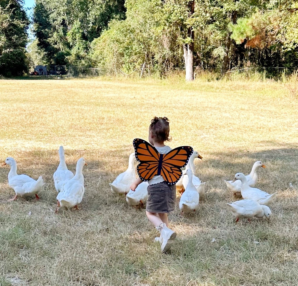 Butterfly wings 
Halloween costume
Toddler girl outfit 
Toddler girl boots




#LTKHalloween #LTKSeasonal #LTKKids