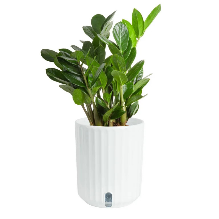 Costa Farms 12" ZZ Plant Live House Plants in 5" Self-Watering Planter | Walmart (US)
