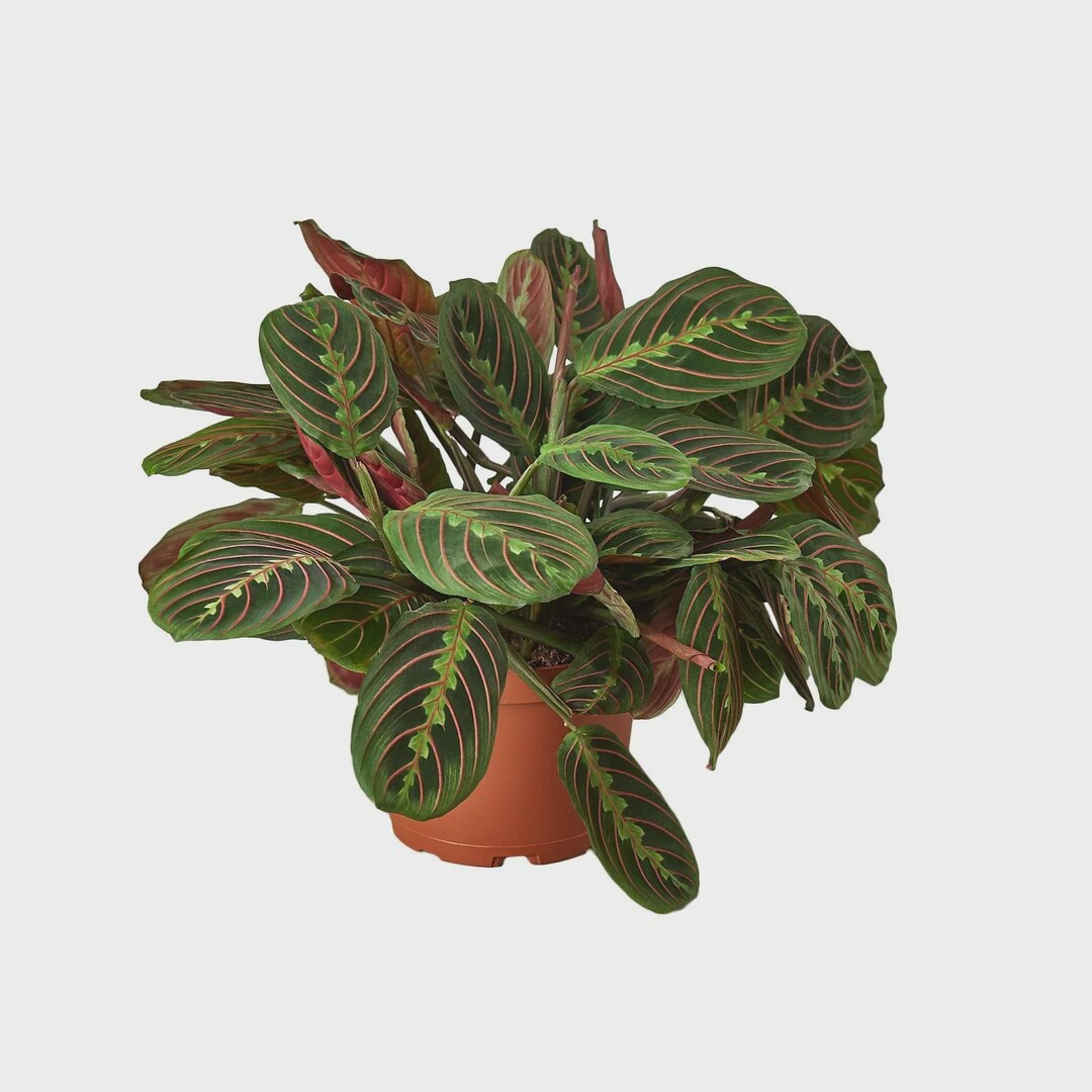 Red Prayer Plant | Maranta Leuconeura Erythroneura | Red Vein Tropical Plant | Pet Friendly | Mov... | Etsy (Global)