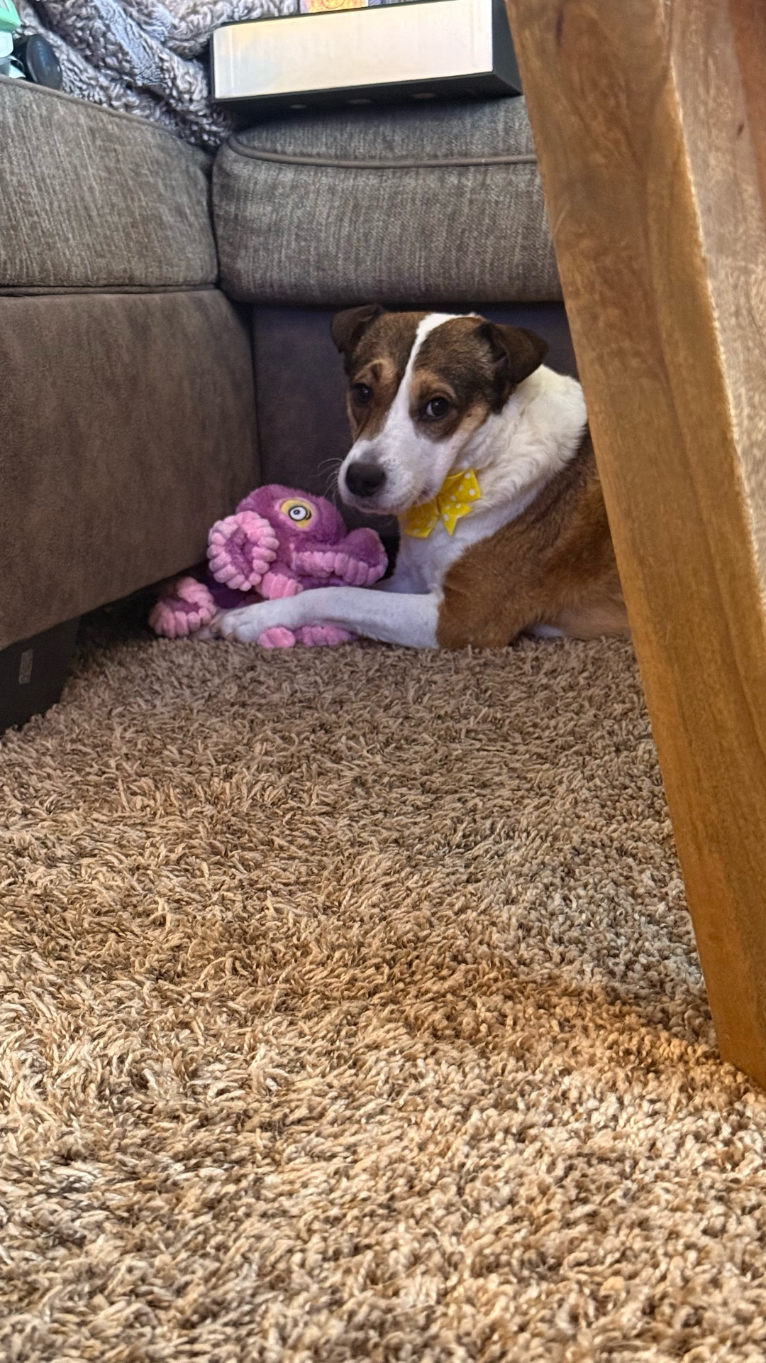 Her favorite Christmas present, a stuffed octopus 😂🐙 #dogtoy

#LTKHome #LTKmomlife #LTKdayinmylife