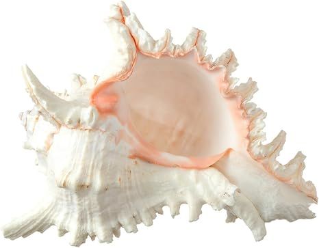 Murex Ramosus Shell | 1 Large Murex Sea Shell 6-7" | Plus Free Nautical E-Book by Joseph Rains | Amazon (US)