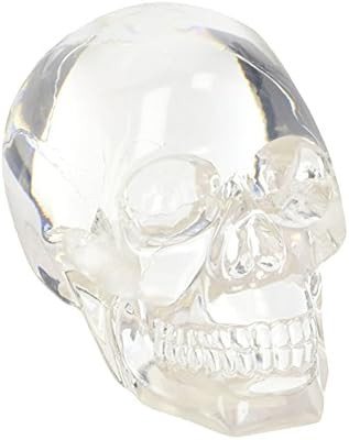 Clear Translucent Skull Collectible Figurine | Amazon (US)