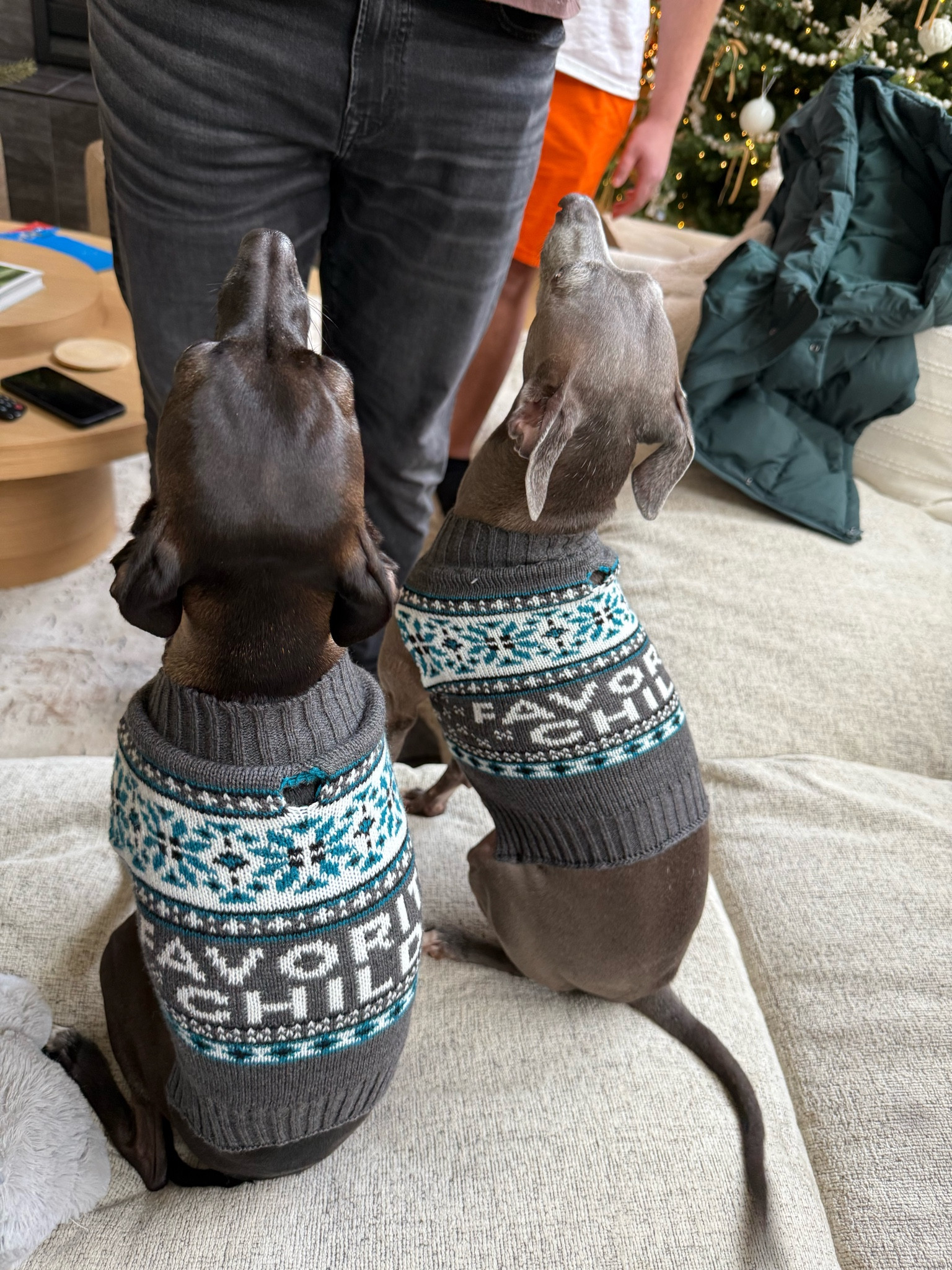 the perfect ugly christmas sweater for your pet

#LTKHoliday #LTKStyleTip