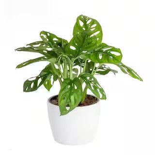 Trending Tropicals Little Swiss Cheese Monstera Indoor Plant in 6 in. White Pot, Avg. Shipping He... | The Home Depot