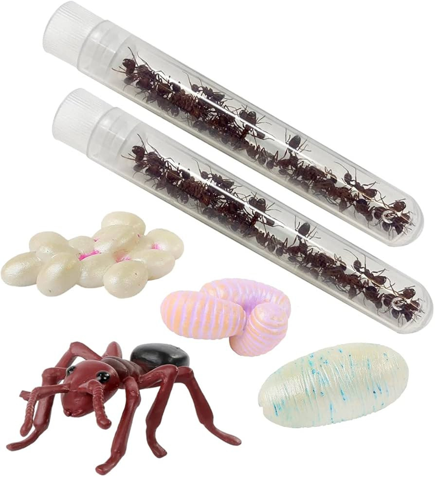 Insect Lore 50 Live Western Harvester Ants - Grown in The USA - Includes Ant Life Cycle Stages Fi... | Amazon (US)