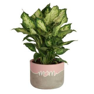 Grower's Choice Dieffenbachia Indoor Plant in 6 in. Decor Planter, Avg. Shipping Height 1-2 ft. Tall | The Home Depot