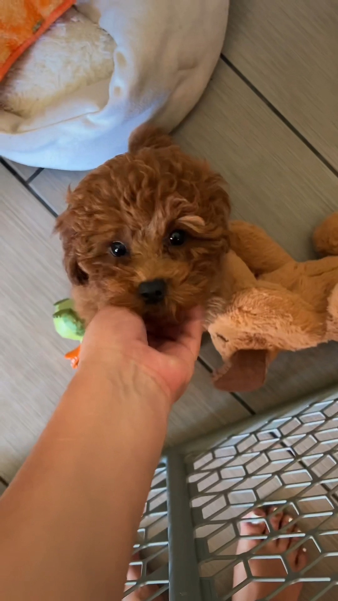 She’s obsessed with this ChewNola!! @purina @target #dogmom

#LTKHalloween #LTKfamily #LTKSeasonal