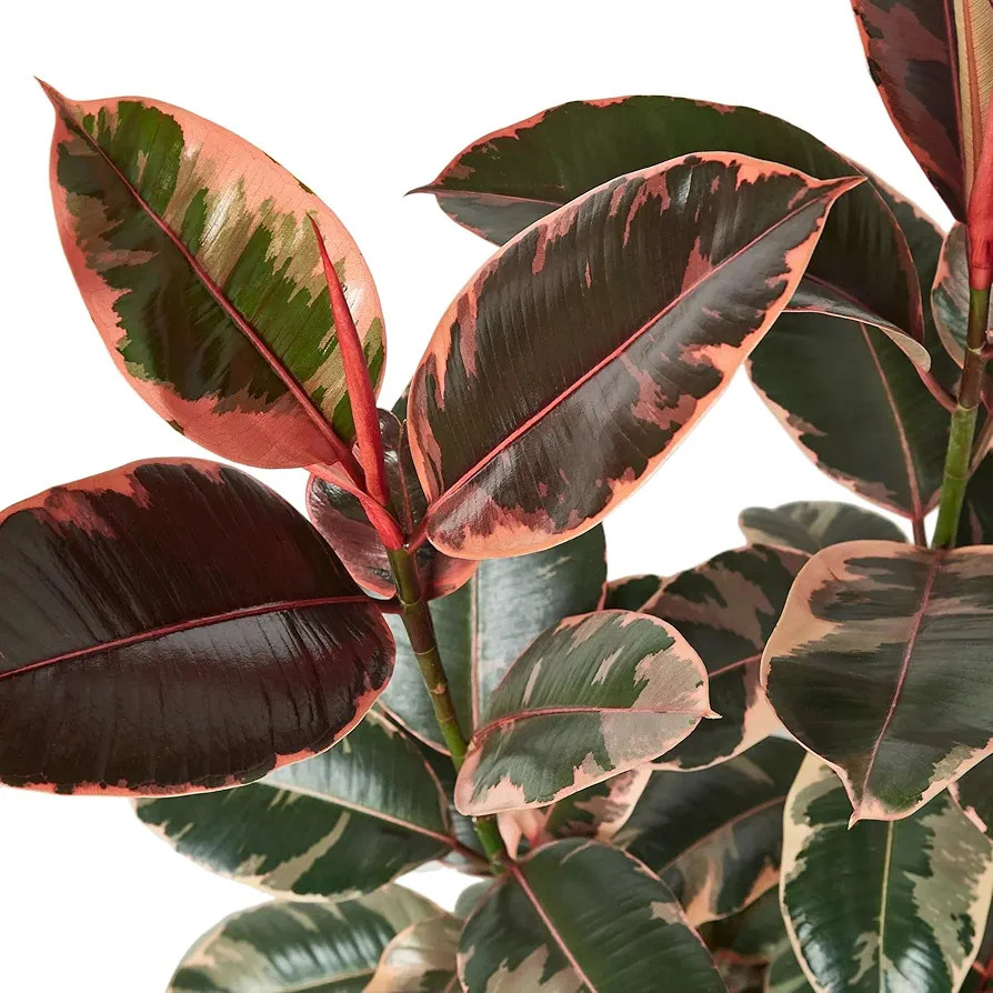 Amazon.com : Ficus Elastica 'Ruby Pink' | Live Plant for Indoor & Outdoor | for Living Room, Office, Bathroom | (4" Pot) : Patio, Lawn & Garden | Amazon (US)
