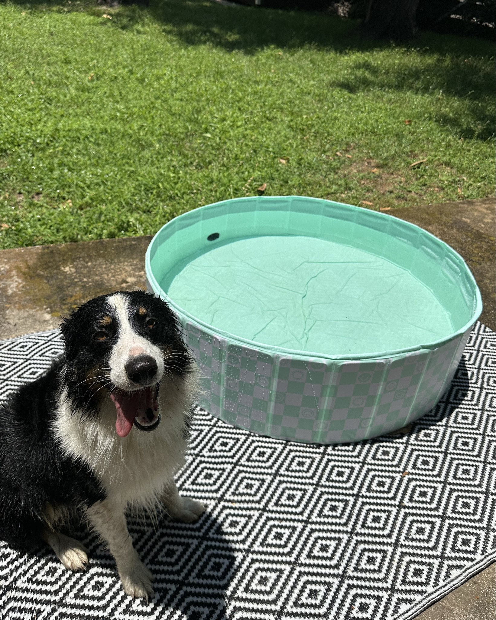 Cute dog pools & patio rugs linked below! 40% off several rugs at Target! 

#LTKHome #LTKPets #LTKSummerEdit