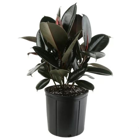 Costa Farms Live Indoor 22in Tall Burgundy Rubber; Bright Indirect Sunlight Plant in 10in Grower Pot | Walmart (US)