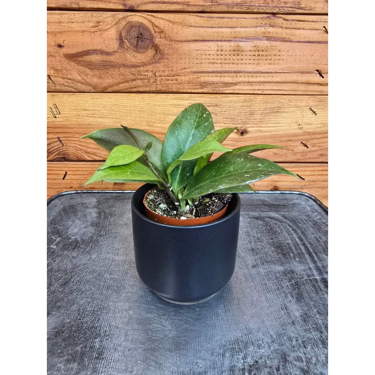 The Plant Farm | Walmart (US)