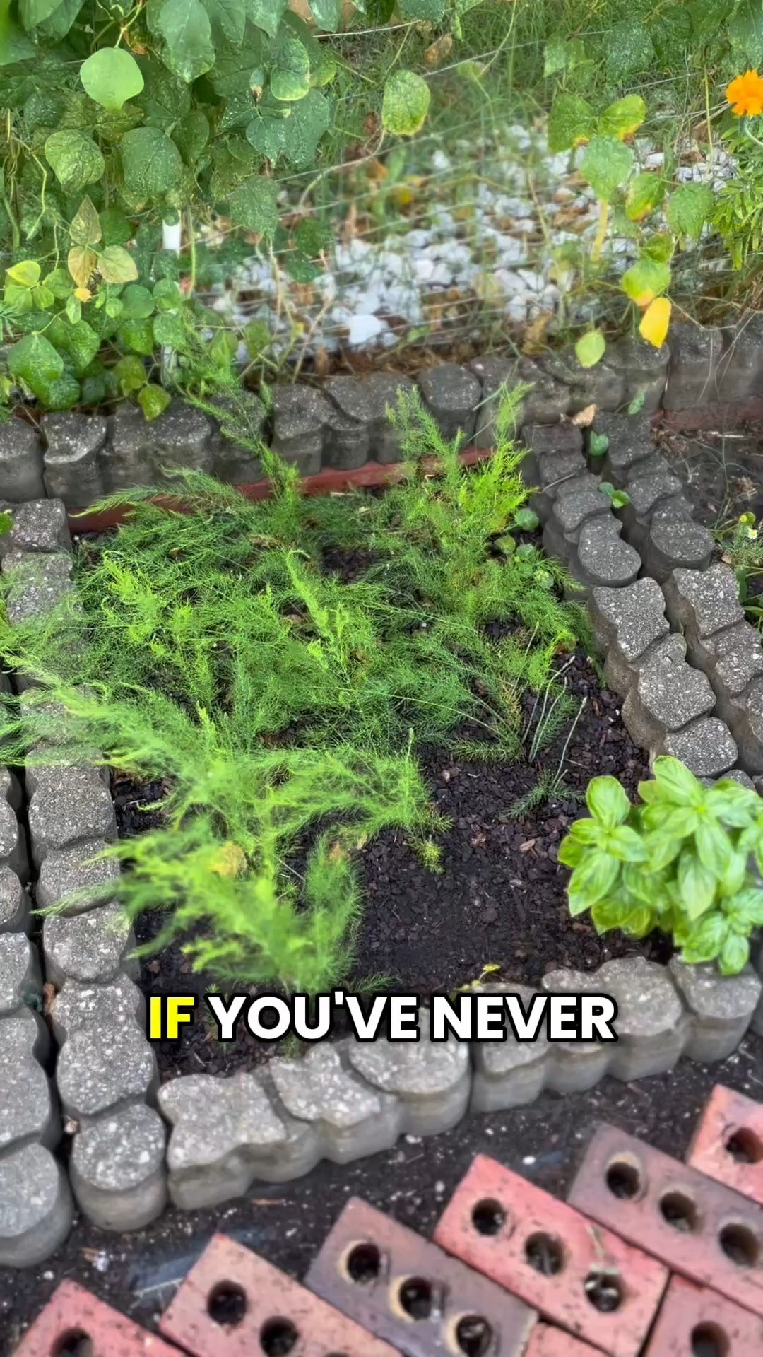 Mary Washington Asparagus SEEDS by Gardeners Basics! Available on my Amazon storefront (link in bio) 

#LTKSeasonal #LTKHome