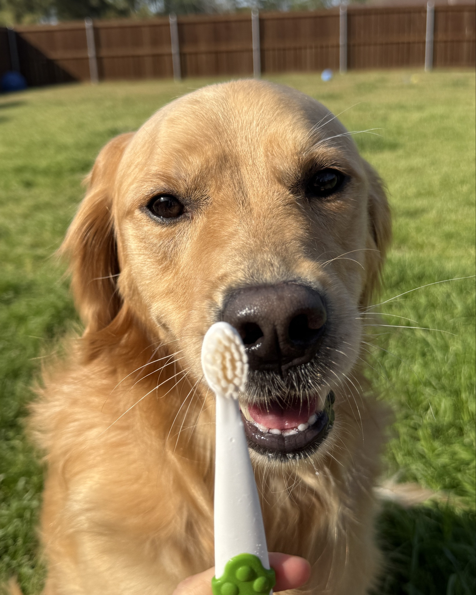 We loveeee teeth cleaning day!!! I linked the natural probiotic pet toothpaste we use 🩷 smells great and they love it! #pets #dogs #dogessentials #natural #amazon

#LTKHome #LTKmorningroutine #LTKselfcare