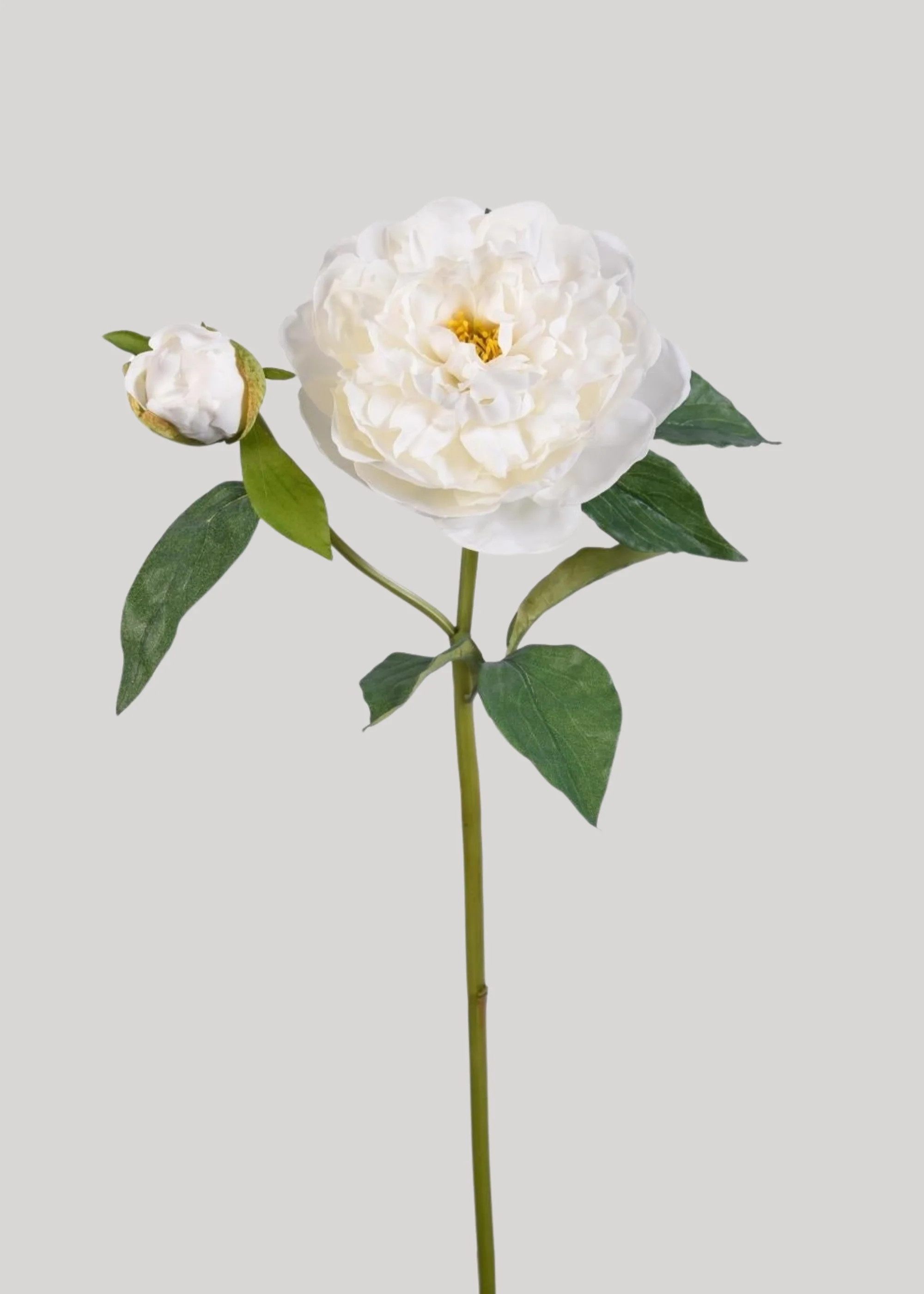 Natural Touch Peony in White | Faux Real Touch Flowers | Afloral | Afloral