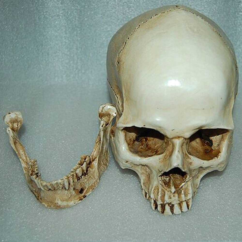 Lifesize 1:1 Human Skull Replica Resin Model Anatomical Medical Skeleton | Amazon (US)