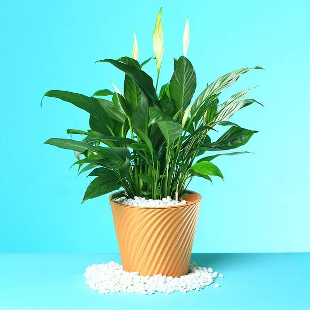 White Rocks for Plants Garden Vases 10.6 oz White Pebbles Gravel Decorative | Walmart (US)