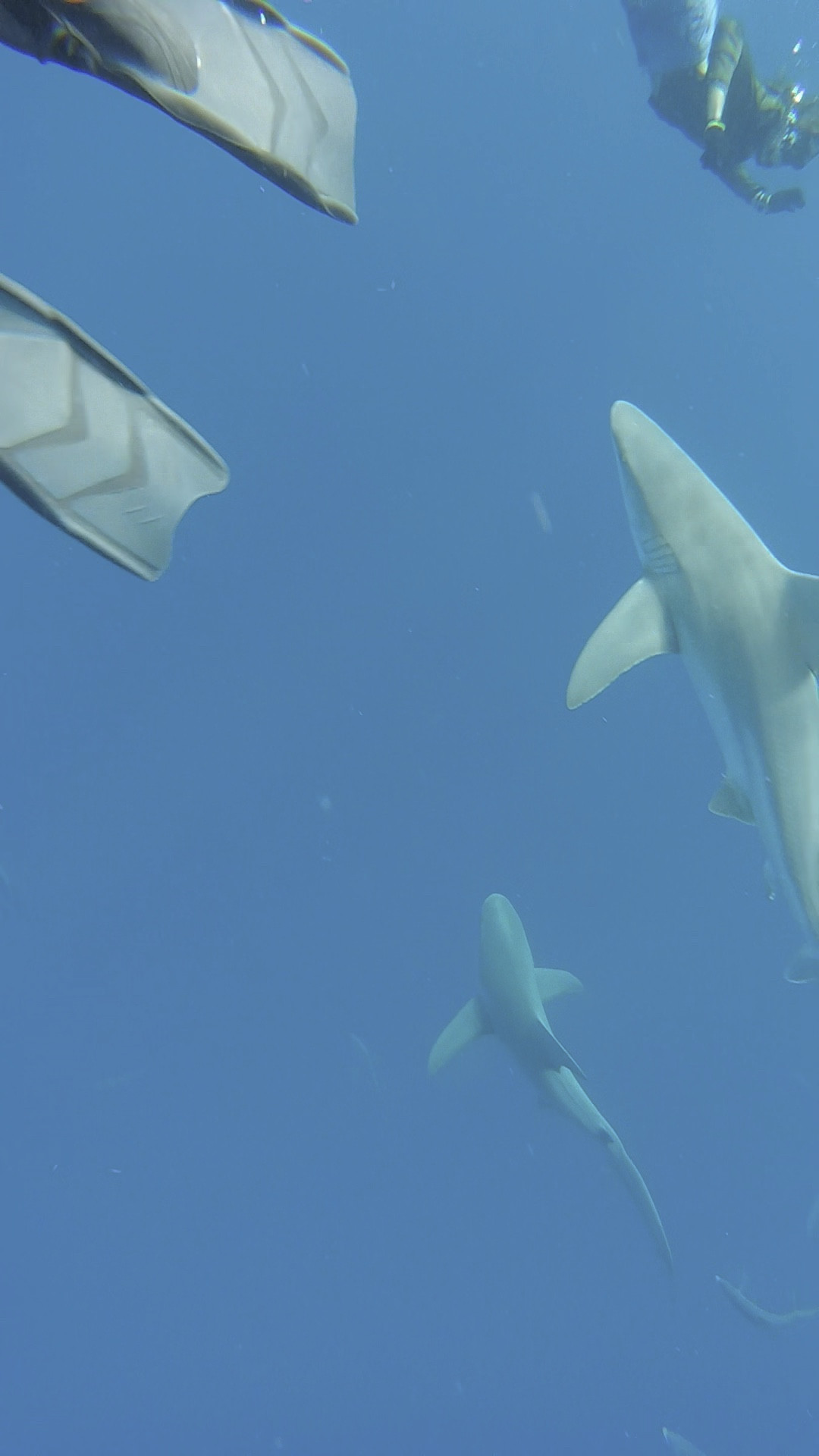 Mother’s Day Shark Dive! 

Everything you need for a day out on the boat, free diving with the sharks. 

#boating #freediving #sharkdiving #travel #adventure

#LTKGiftGuide #LTKVideo #LTKTravel