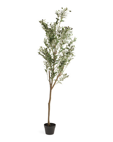 6ft Olive Tree In Drop In Pot | Plants & Planters | Marshalls | Marshalls