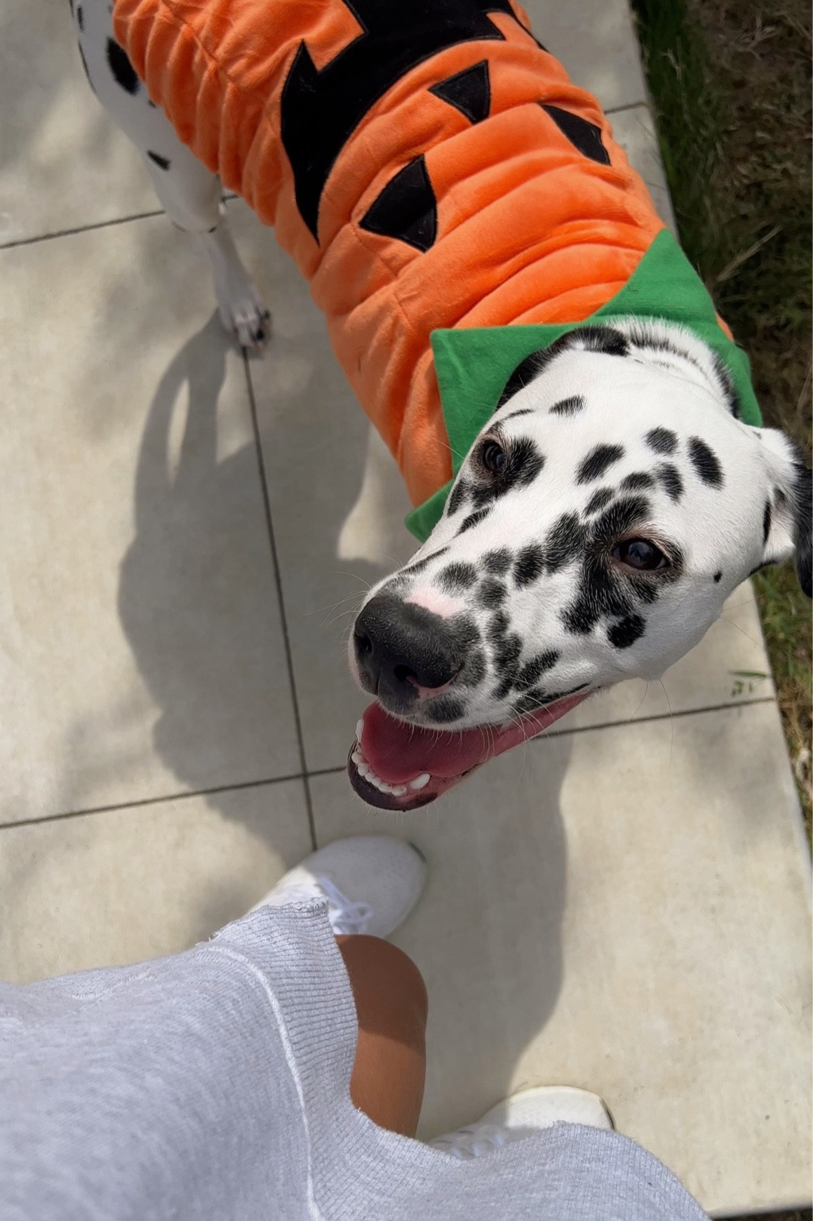 Dog Halloween Costume - Pumpkin 🎃 

#LTKHalloween #LTKHoliday #LTKSeasonal