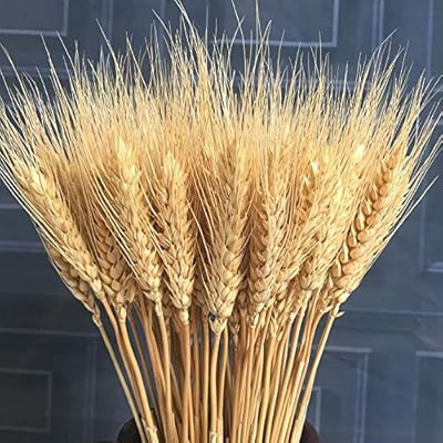 Beau Jour Natural Dried Wheat Sheaves 100 Stems for Autumn Arrangements DIY Home Decor 17inch | Amazon (US)