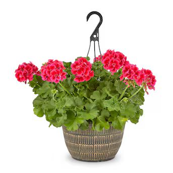 Metrolina Greenhouses Red Geranium in 2-Gallon (s) Hanging Basket | Lowe's