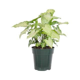 United Nursery Syngonium White Butterfly in 6 inch Grower Pot 26769 - The Home Depot | The Home Depot