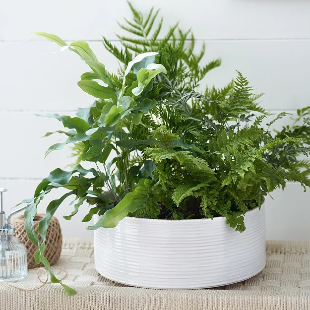 White Ribbed Stoneware Planter - Large | The White Company (UK)