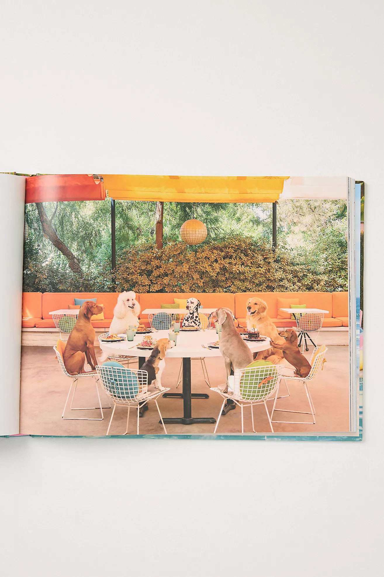 Gray Malin: Dogs Hardcover Book | Anthropologie (US)