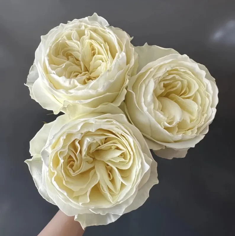 Cold Play | Netherland's Florist Shrub Rose | Upright | Strong Disease Resistant | Cup Shape | Ow... | Etsy (US)