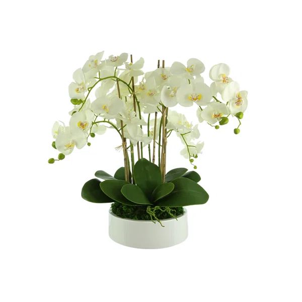 Orchid Arrangement in Planter | Wayfair North America