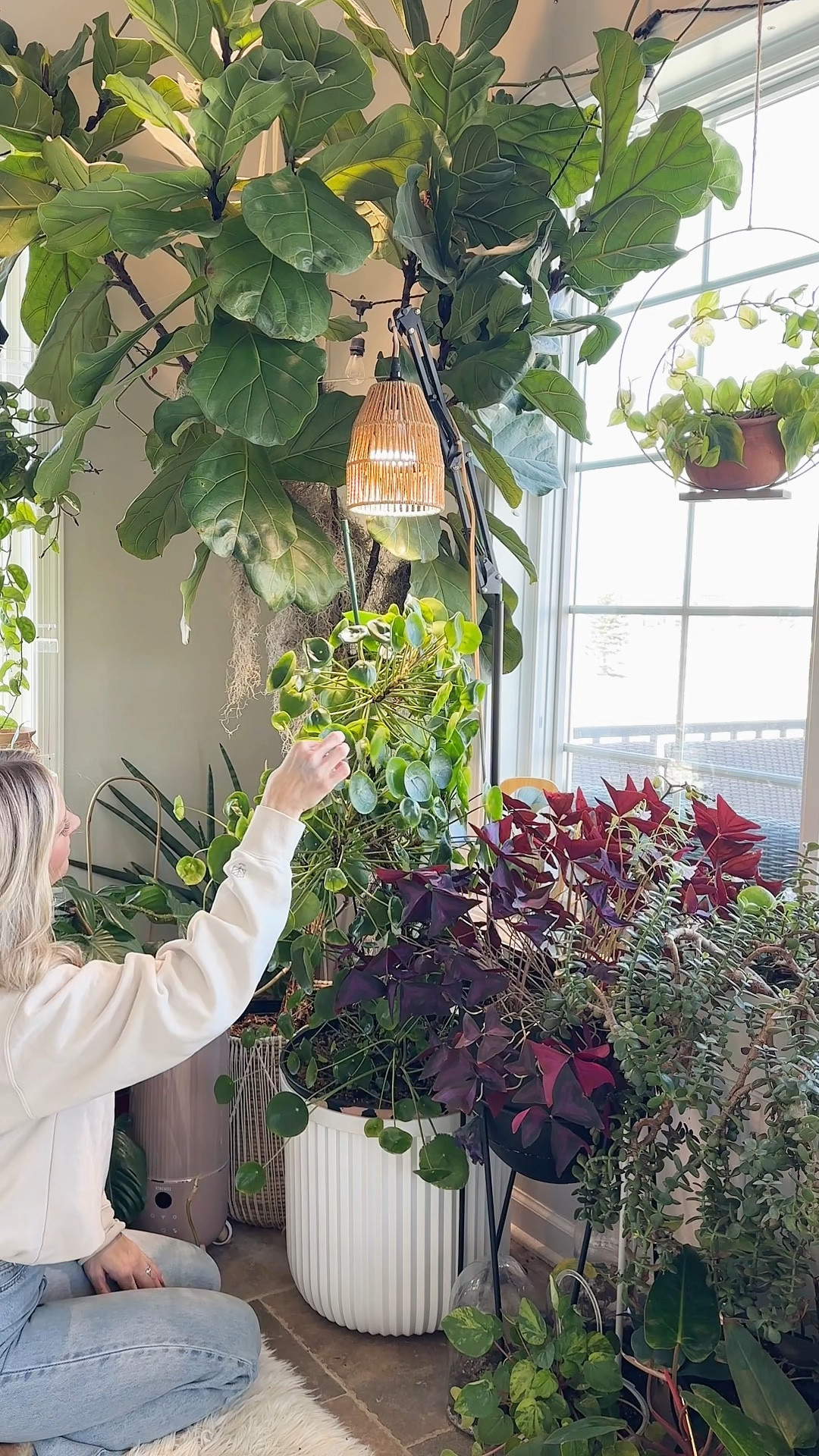 Perfect glow-up for my pilea peperomioides. I added a cache planter that I will plant directly into come spring, and a grow light on an adjustable stand! 

#LTKfindsunder50 #LTKhome #LTKSeasonal