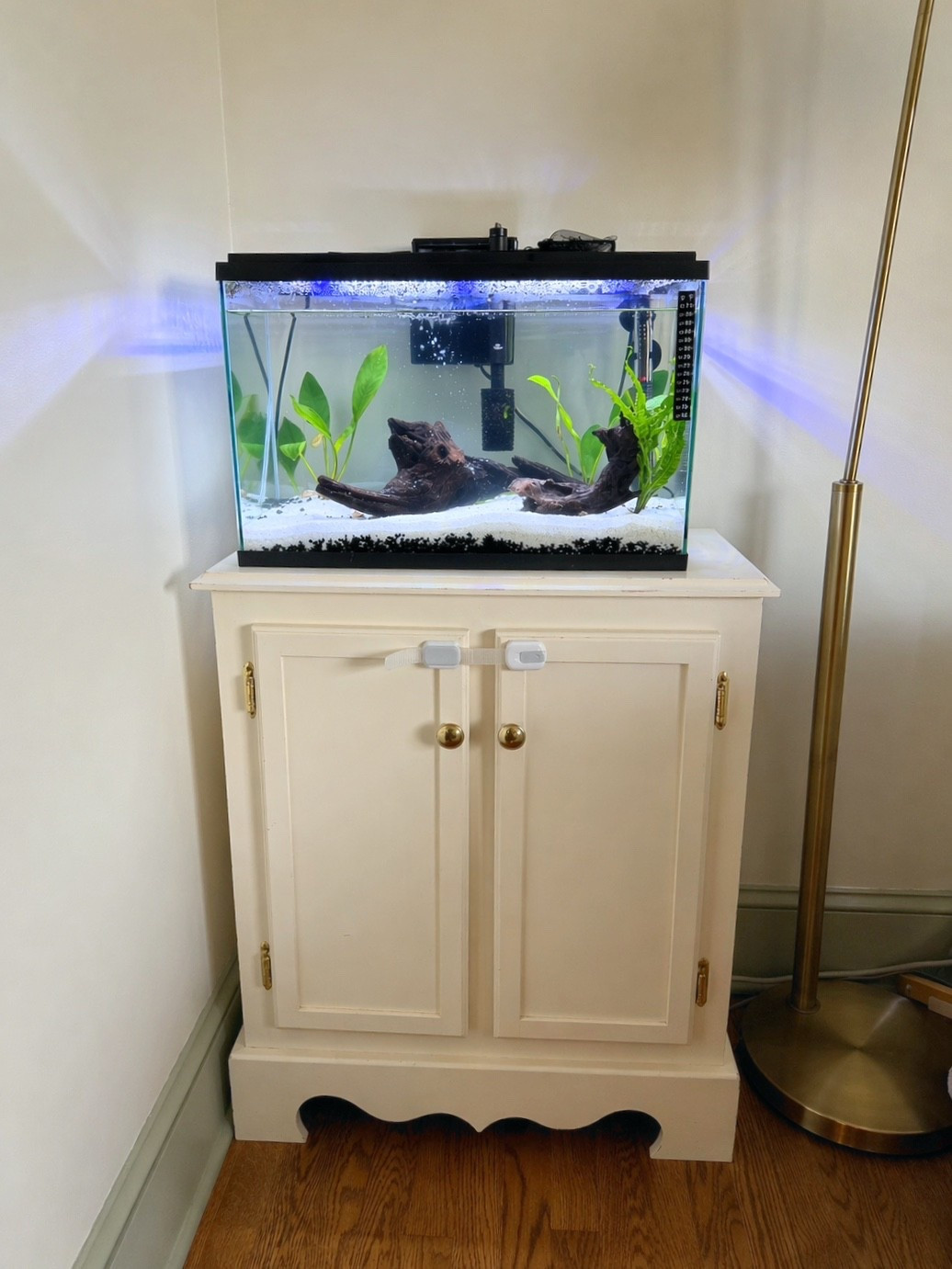 What’s one more living thing to take care of!😅🩷 Petco has everything you need for any new pet! From fish to dogs they have what you need! #petcopartner #ad @petco 

#LTKHome