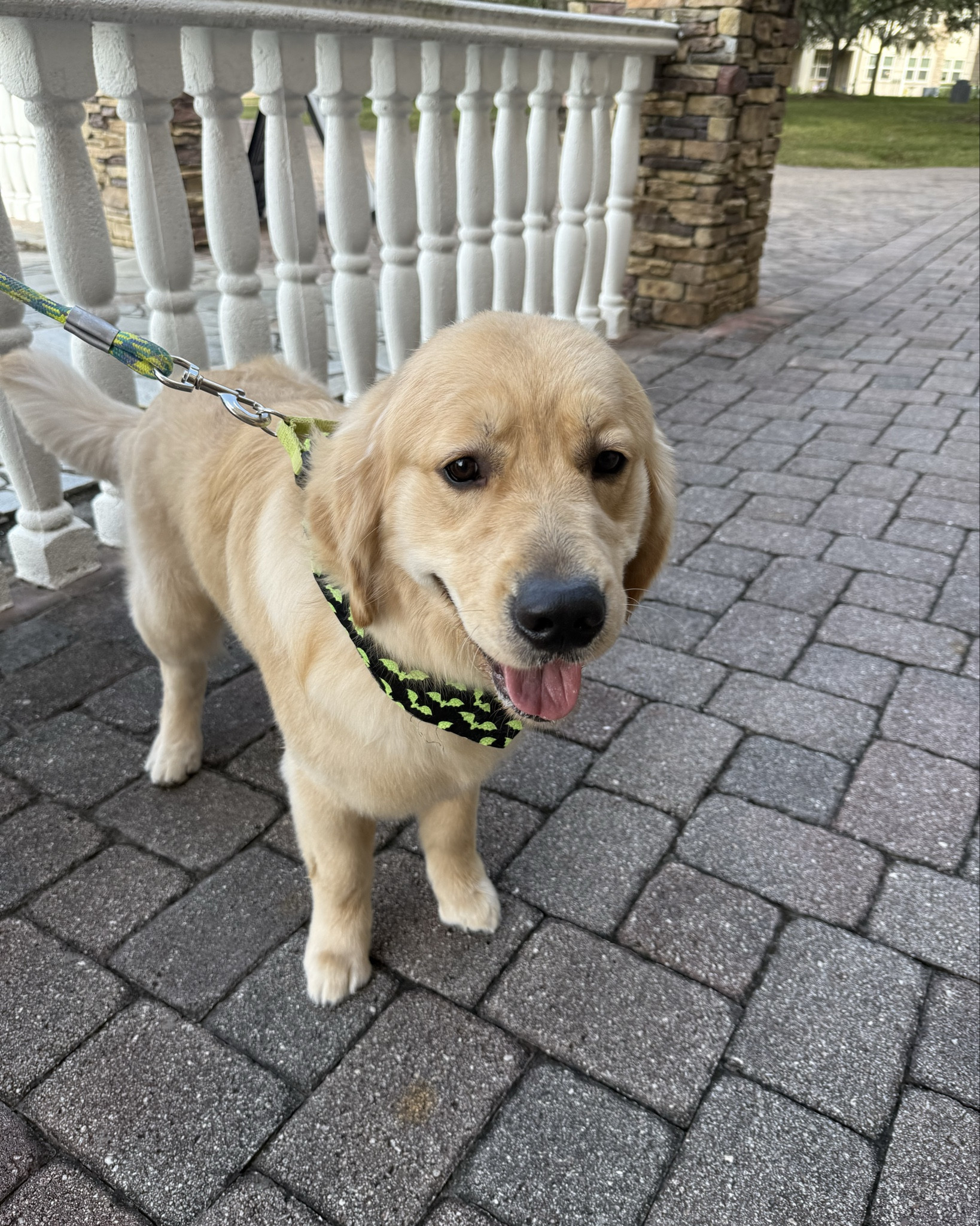 Cooper says BOO 👻 Happy Halloween 🎃 from him and his 🦇 bats bandana 

#LTKSeasonal #LTKPets #LTKHalloween